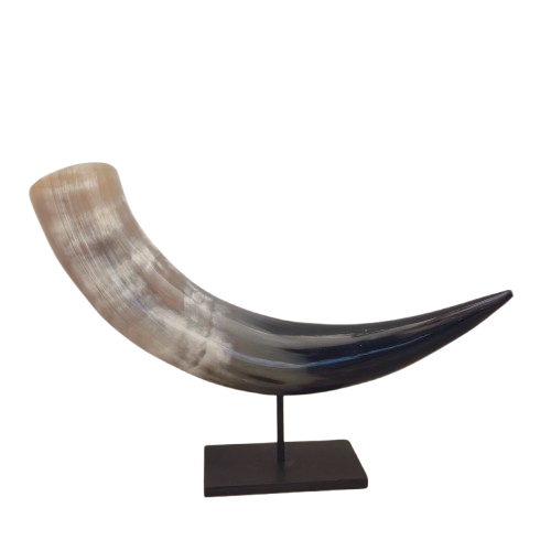 Black and White Coloured 10 inch Wide Natural Buffalo Horn Mounted on Wood